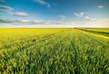 Green field of sprouting wheat Royalty Free Stock Photo