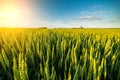 Green field of sprouting wheat Royalty Free Stock Photo