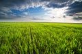 Green field of sprouting wheat, agricultural landscape Royalty Free Stock Photo