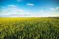 Green field of sprouting wheat Royalty Free Stock Photo