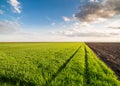 Green field of sprouting wheat Royalty Free Stock Photo