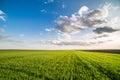 Green field of sprouting wheat Royalty Free Stock Photo