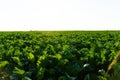 Green field sugar beet of under the sunlight. Agricultural sugar beet plantation Royalty Free Stock Photo