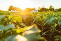 Green field of sunflower, white clouds in the blue sky and beautiful sunrise Royalty Free Stock Photo