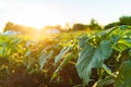 Green field of sunflower, white clouds in the blue sky and beautiful sunrise Royalty Free Stock Photo