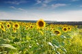 Green field, sunflowers, blue sky Royalty Free Stock Photo