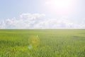 Green field on a sunny day, green grass and blue sky, landscape wallpaper background. Beautiful nature, sunbeam. Rural landscape Royalty Free Stock Photo