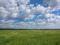 Green field on sunny day. White clouds on blue sky Royalty Free Stock Photo