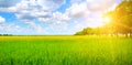 Green field, sunrise and blue sky. Wide photo Royalty Free Stock Photo