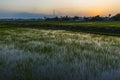 Green field at sunrise. Rice field under sun light