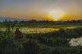 Green field at sunrise. Rice field under sun light