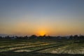 Green field at sunrise. Rice field under sun light