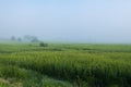 Green field with tall grass in the early morning with drops of dew and fog Royalty Free Stock Photo