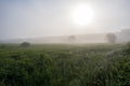 Green field with tall grass in the early morning with drops of dew and fog Royalty Free Stock Photo
