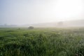 Green field with tall grass in the early morning with drops of dew and fog Royalty Free Stock Photo