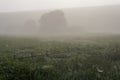 Green field with tall grass in the early morning with drops of dew and fog Royalty Free Stock Photo