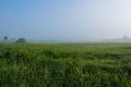 Green field with tall grass in the early morning with drops of dew and fog