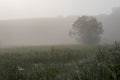 Green field with tall grass in the early morning with drops of dew and fog Royalty Free Stock Photo