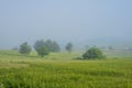 Green field with tall grass in the early morning with drops of dew and fog Royalty Free Stock Photo