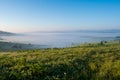 Green field with tall grass in the early morning Royalty Free Stock Photo