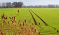 Green field with tractor's tracks Royalty Free Stock Photo