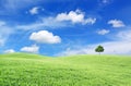 Green field, tree and blue sky Royalty Free Stock Photo