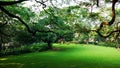 Green Field and Tree at Comilla Bangladesh Royalty Free Stock Photo