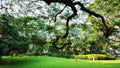 Green Field and Tree at Comilla Bangladesh Royalty Free Stock Photo