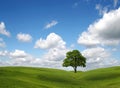 Green field and tree under blue sky Royalty Free Stock Photo