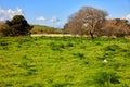 Green field, trees and blue sky in Bodrum Gumusluk Turkey