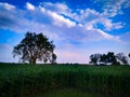 green field With Trees And Blue Sky With Clouds Royalty Free Stock Photo