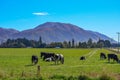 Green field and trees in front of Mount Hutt mountain range, Methven, New Zealand Royalty Free Stock Photo