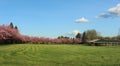 Green field with trees full of pink flowers