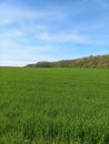 green field under blue sky Royalty Free Stock Photo