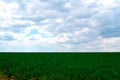 Agricultural landscape. Nature background Green grass field under blue sky and white clouds at daytime rural view Royalty Free Stock Photo