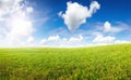 Green field under midday sun