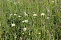 Green field with various flowers on a bright sunny day Royalty Free Stock Photo