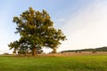 A green field with a very beautiful tree at sunset.