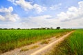 Green field and the way Royalty Free Stock Photo