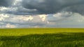 Green field of wheat against the backdrop of a stormy sky_5 Royalty Free Stock Photo