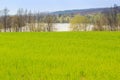 Green field of wheat against leafless trees frozen lake