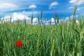 Green field of wheat with alone red wild poppy Royalty Free Stock Photo