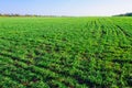 Ukrainian Green Field of wheat, blue sky and sun, white clouds. wonderland. The unripe green wheat field under summer Royalty Free Stock Photo