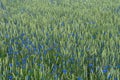 Green field of wheat filled with blue cornflowers