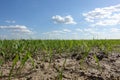 Green field of wheat germ. Image Rows of young, just sprouted plants in the dark fertile land of the enlightened sun