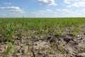 Green field of wheat germ. Image Rows of young, just sprouted plants in the dark fertile land of the enlightened sun