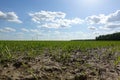 Green field of wheat germ. Image Rows of young, just sprouted plants in the dark fertile land of the enlightened sun