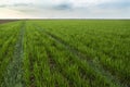 Green field of wheat ripening over blue sky Royalty Free Stock Photo