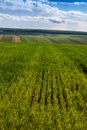 Green field of wheat rows and cloudly sky panoramic view