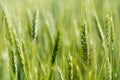 Green field of wheat. Selective focus, blur. spring background Royalty Free Stock Photo